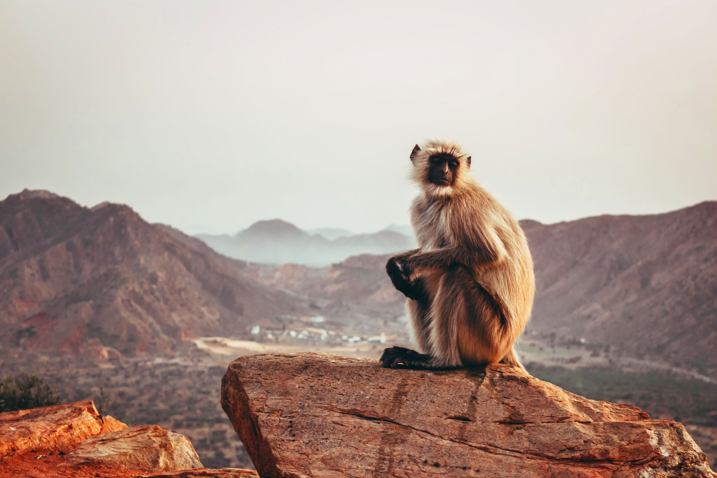 European Primate Veterinarians EPV